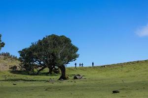 Group of tourists walking near Lonely tree on the hiking path photo