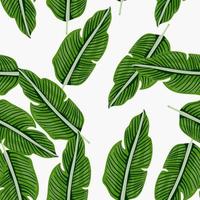 Tropical leaf seamless pattern. Exotic leaves background. Jungle plants endless wallpaper. Rainforest floral hawaiian backdrop. vector