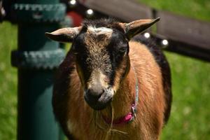 Amazing Look into the Face of a Goat photo