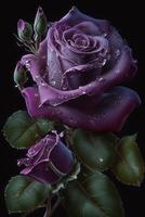 ligero púrpura color manojo de hermosa Rosa en negro antecedentes generativo ai foto