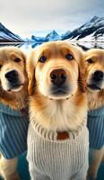 a group of golden retriever dogs wearing clothes image photo