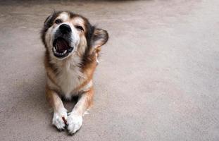 Portrait of brown dog on the concrete floor. photo