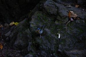 común pinzón fringilla coelebs sentado en un Roca foto