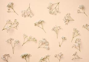 Gypsophilia branch with white flowers on a beige background, top view. Copy space photo