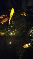 koi fish a beginner's guide to choosing,feeding,and maintaining your colorful pond pets video