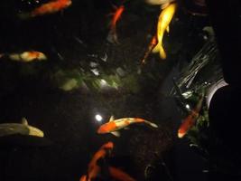 koi fish a beginner's guide to choosing,feeding,and maintaining your colorful pond pets photo