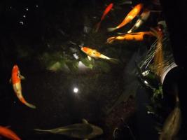 koi fish a beginner's guide to choosing,feeding,and maintaining your colorful pond pets photo