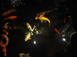 koi fish a beginner's guide to choosing,feeding,and maintaining your colorful pond pets photo