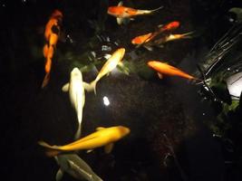 koi fish a beginner's guide to choosing,feeding,and maintaining your colorful pond pets photo