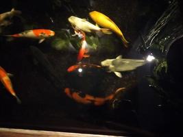 koi fish a beginner's guide to choosing,feeding,and maintaining your colorful pond pets photo