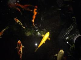 koi fish a beginner's guide to choosing,feeding,and maintaining your colorful pond pets photo