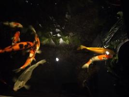 koi fish a beginner's guide to choosing,feeding,and maintaining your colorful pond pets photo