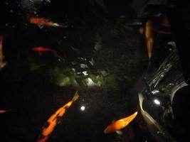 koi fish a beginner's guide to choosing,feeding,and maintaining your colorful pond pets photo