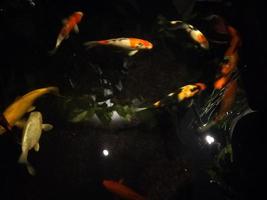 koi fish a beginner's guide to choosing,feeding,and maintaining your colorful pond pets photo