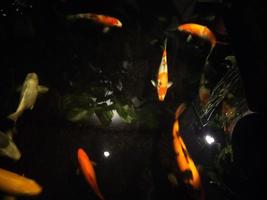 koi fish a beginner's guide to choosing,feeding,and maintaining your colorful pond pets photo