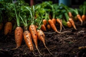 fresh carrots in the ground. photo