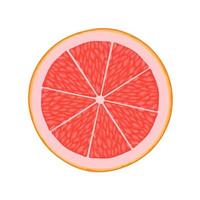 Grapefruit slice illustration for web isolated on white background vector