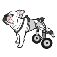 perro silla de ruedas mascota pierna invalidez png