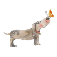 ein spielerisch Aquarell Illustration von ein süß niedrige Rasse Hund mit ein Schmetterling auf es ist Nase. feiern das Freude von Natur und Tier Gesellschaft png