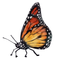 vibrante monarca mariposa acuarela ilustración. un vistoso símbolo de libertad y metamorfosis png