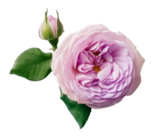 Rose flower isolated. png