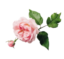 Rose flower isolated. png