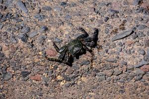 Crab on the rocks photo