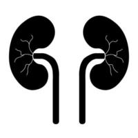 Human Body Organs Urinary System Kidneys Anatomy vector