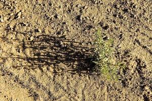 Small green plant growing in the dirt photo