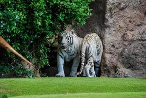 White tigers at the zoo photo