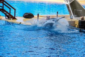 Orca whale swimming photo