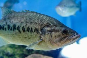 peces en el acuario foto