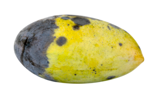 verrot mango fruit geïsoleerd png