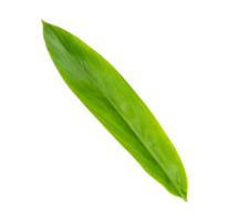 vert Galanga feuilles modèle isolé png