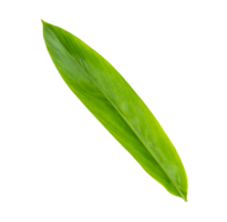 verde galangal le foglie modello isolato png