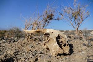 Ram skull in the desert photo