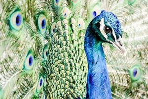 Vibrant peacock feathers photo