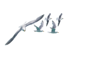 A PNG file of A Seagull group flying. Flock of birds flying isolated no background ready to use for design.