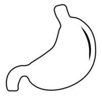 humano estómago, anatomía detalle, ilustración de un humano estómago vector