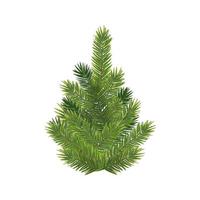 árbol de navidad realista y rama de pino verde esponjoso vector