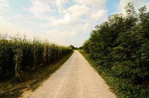 Field of crops photo