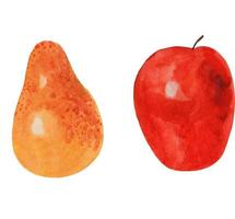 Vector pear and apple watercolor. illustration watercolor apple and pear.