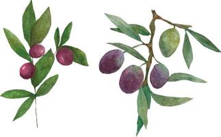 aceituna rama. aceituna. acuarela ramitas de aceituna. vector