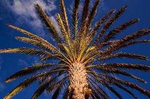 Tropical palm trees photo