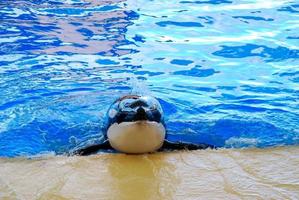 Orca whale swimming photo