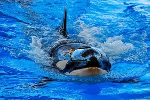 Orca whale swimming photo