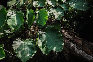 green leaf monstera in nature photo