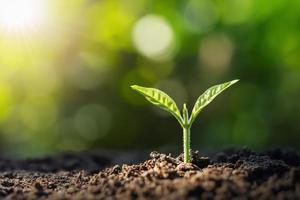 small tree growing with sunrise. green world and earth day concept photo