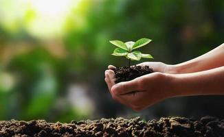 mano participación joven árbol plantando en jardín concepto salvar mundo foto