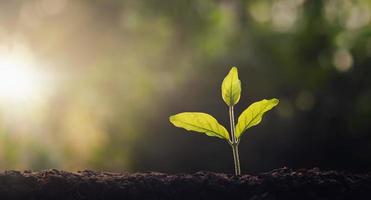 pequeño árbol creciente en jardín con Mañana ligero. concepto eco y salvar tierra foto